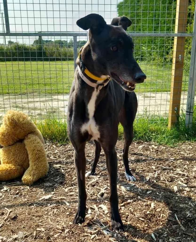 Demie Homed, Greyhound for adoption at Fen Bank Greyhound Sanctuary, Friskney