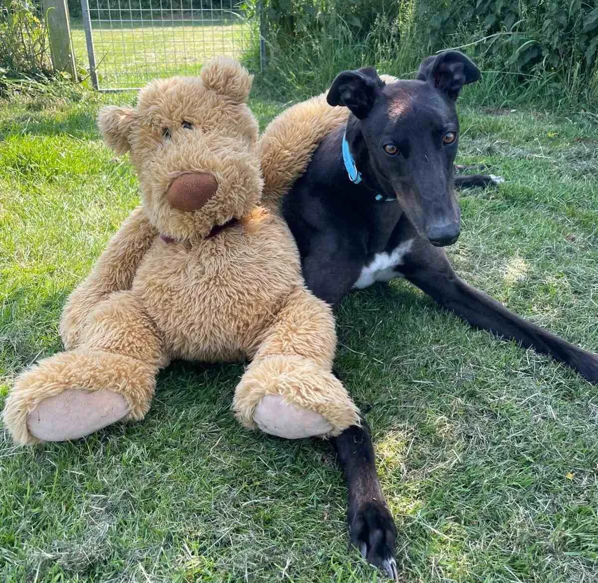 Dave Homed, 6yo Greyhound for adoption at Fen Bank Greyhound Sanctuary, Friskney