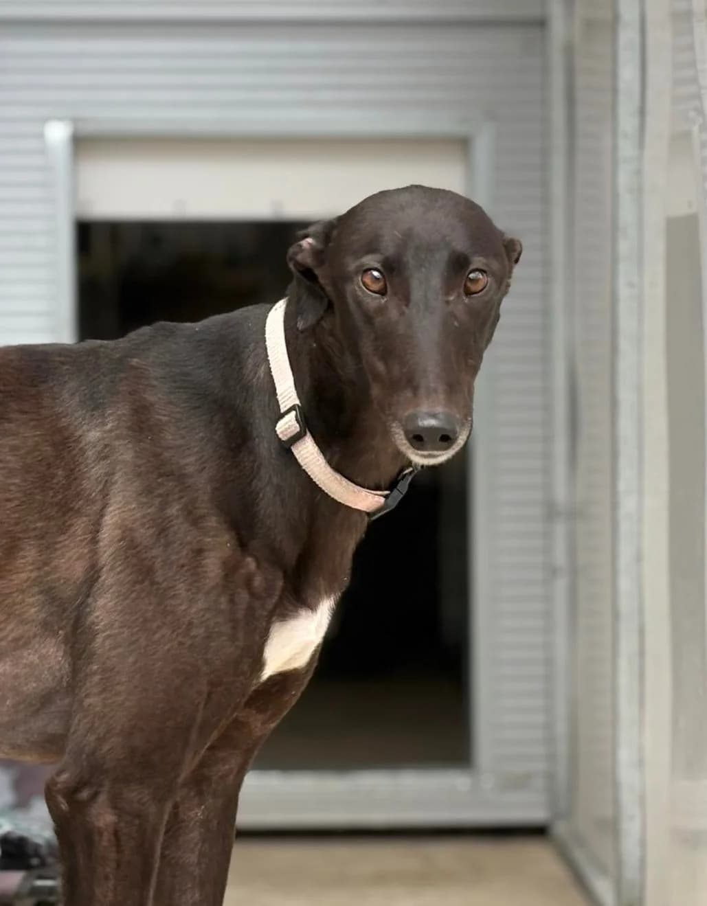 Vicki Homed, senior Greyhound for adoption at Fen Bank Greyhound Sanctuary, Friskney