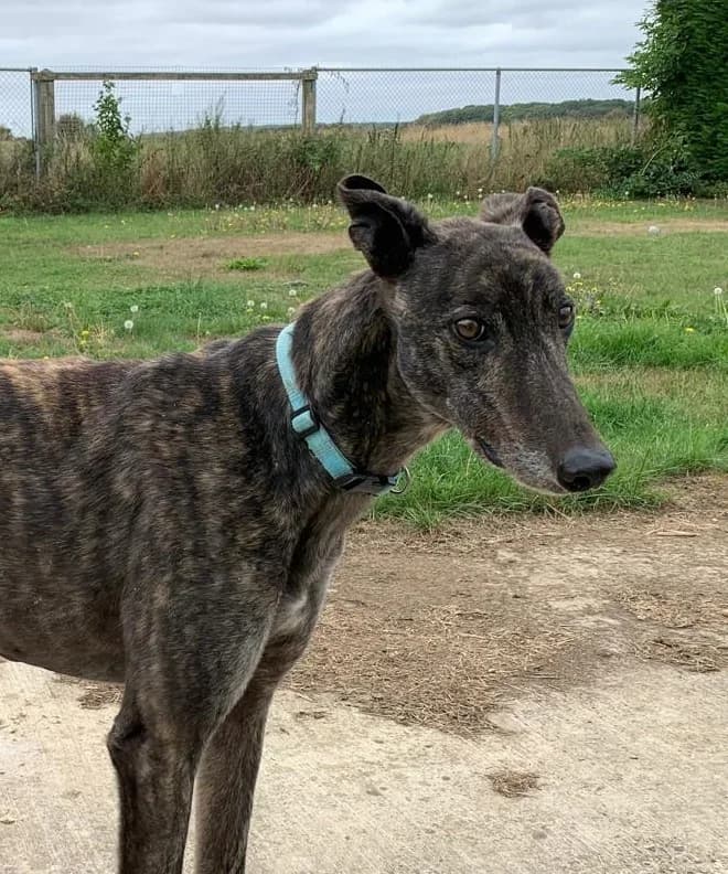 Dash, senior Greyhound for adoption at Fen Bank Greyhound Sanctuary, Friskney