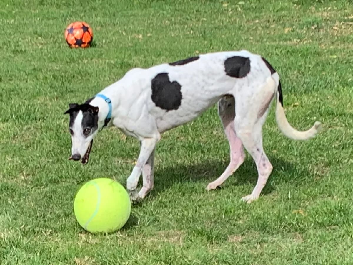 Oreo, 6yo Greyhound for adoption at Fen Bank Greyhound Sanctuary, Friskney