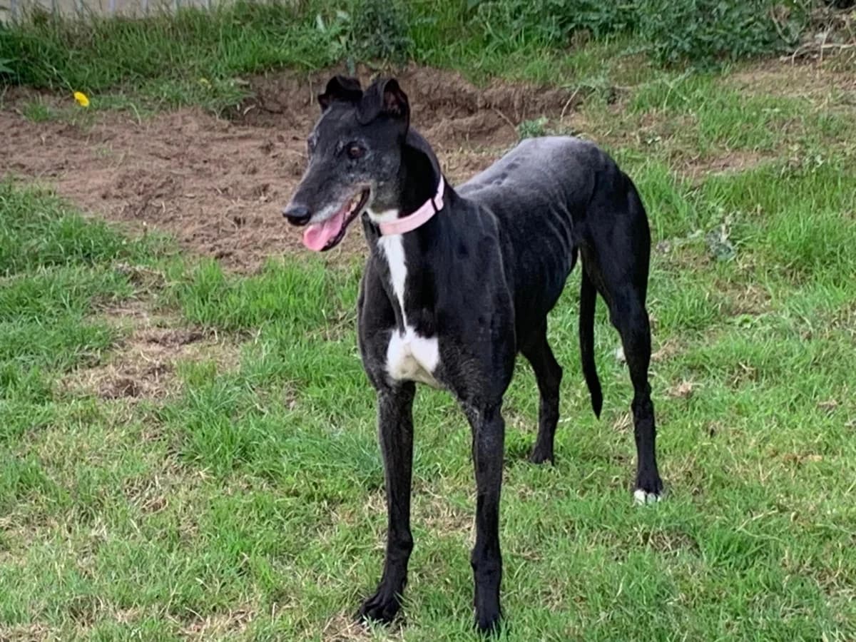 Rachel, 6yo Greyhound for adoption at Fen Bank Greyhound Sanctuary, Friskney