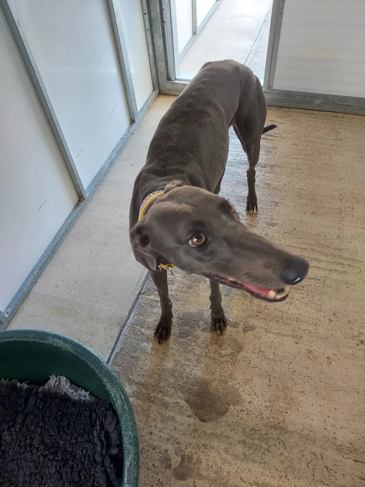 Rose HOMED, 3yo Greyhound for adoption at Fen Bank Greyhound Sanctuary, Friskney