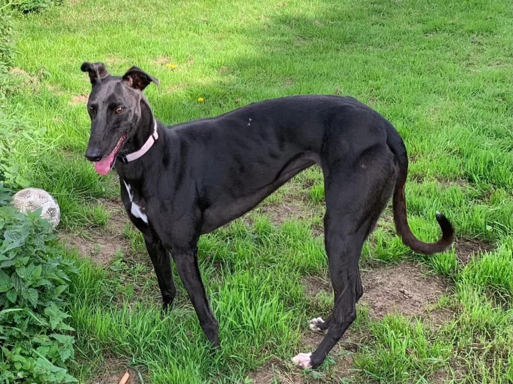 Rene, 6yo Greyhound for adoption at Fen Bank Greyhound Sanctuary, Friskney