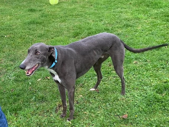 Blakey Homed, 5yo Greyhound for adoption at Fen Bank Greyhound Sanctuary, Friskney