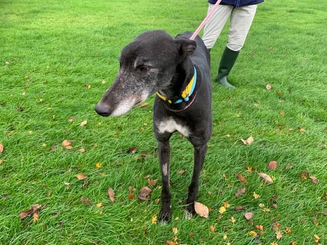 Conor Homed, 5yo Greyhound for adoption at Fen Bank Greyhound Sanctuary, Friskney