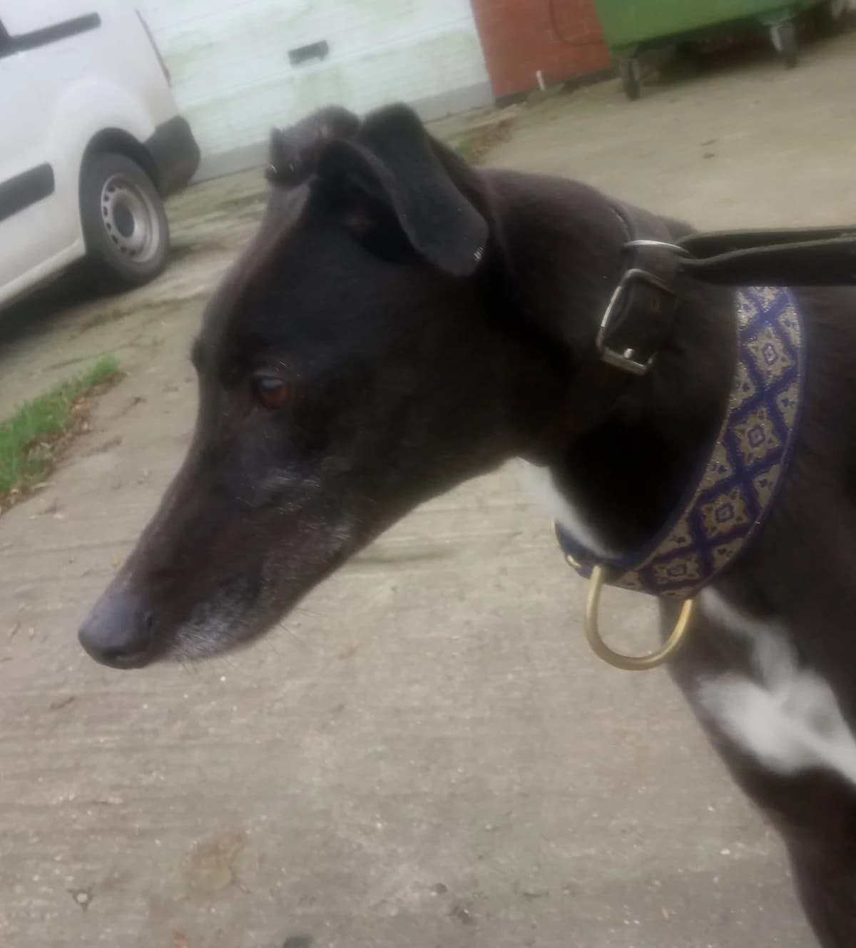 bobby Homed, Greyhound for adoption at Fen Bank Greyhound Sanctuary, Friskney
