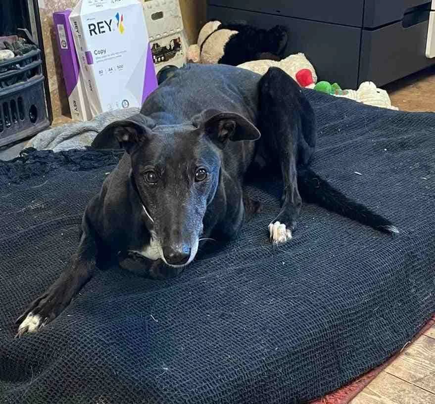 Lady Reserved, Greyhound for adoption at Fen Bank Greyhound Sanctuary, Friskney