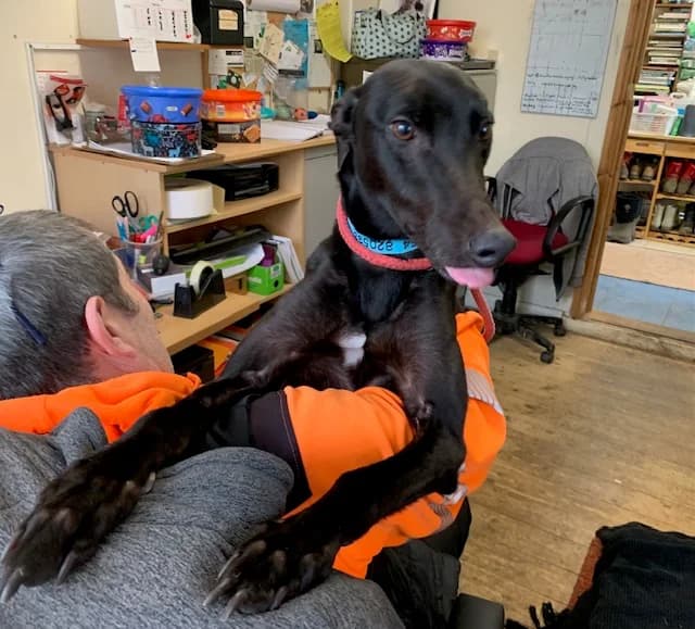 Ned, 5yo Greyhound for adoption at Fen Bank Greyhound Sanctuary, Friskney