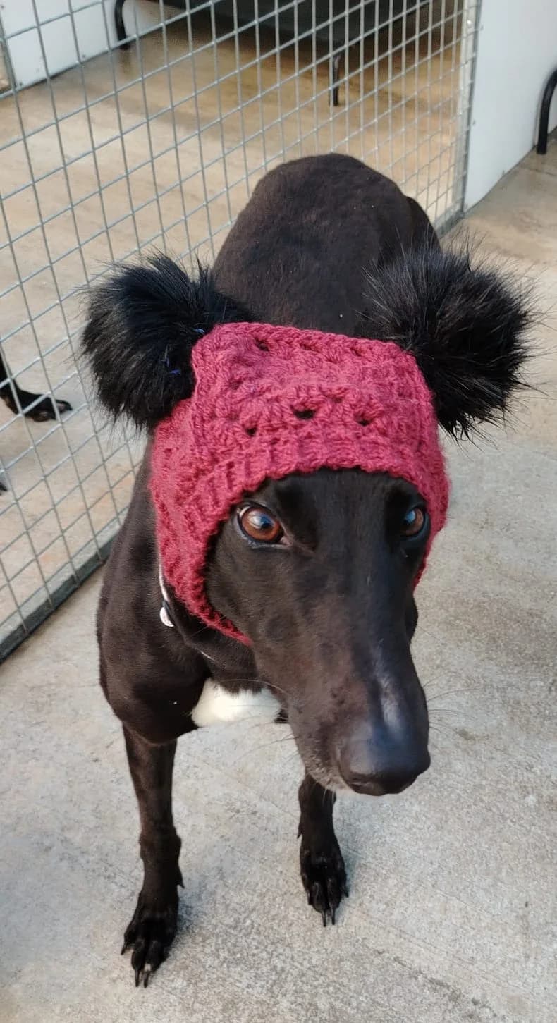 ENA, 3yo Greyhound for adoption at Fen Bank Greyhound Sanctuary, Friskney