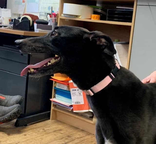 Lass, 7yo Greyhound for adoption at Fen Bank Greyhound Sanctuary, Friskney