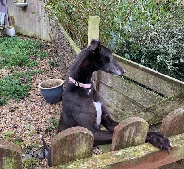 Harper Homed, Greyhound for adoption at Fen Bank Greyhound Sanctuary, Friskney