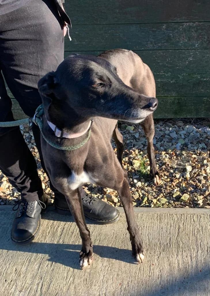 Bella, 7yo Greyhound for adoption at Fen Bank Greyhound Sanctuary, Friskney