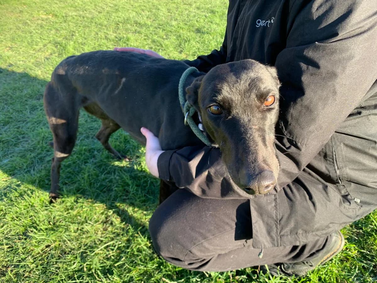 Minnie, 6yo Greyhound for adoption at Fen Bank Greyhound Sanctuary, Friskney
