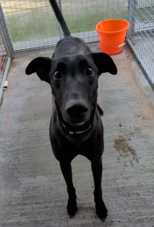 Jock, 4yo Greyhound for adoption at Fen Bank Greyhound Sanctuary, Friskney