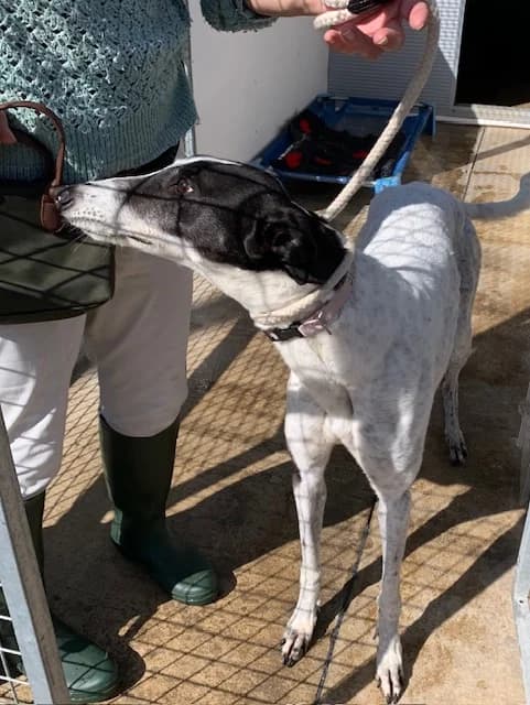 Lucy, 7yo Greyhound for adoption at Fen Bank Greyhound Sanctuary, Friskney
