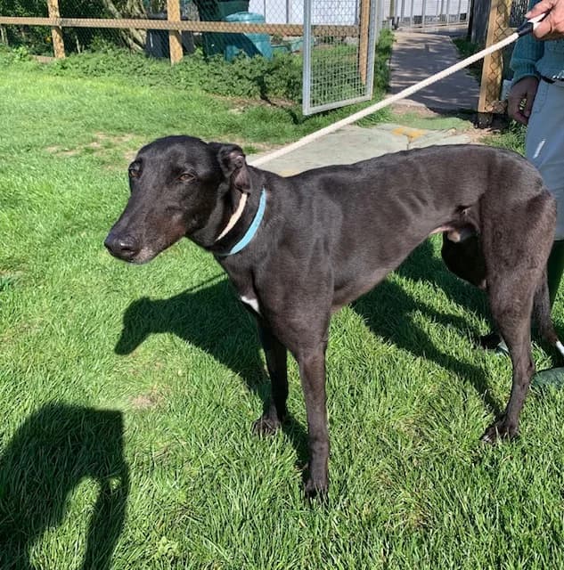 Jet, 7yo Greyhound for adoption at Fen Bank Greyhound Sanctuary, Friskney
