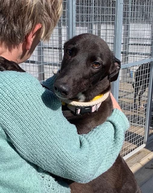 Flick Reserved, Greyhound for adoption at Fen Bank Greyhound Sanctuary, Friskney