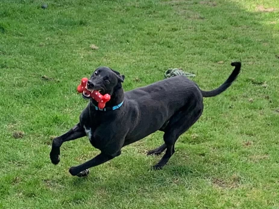 Max, 5yo Greyhound for adoption at Fen Bank Greyhound Sanctuary, Friskney
