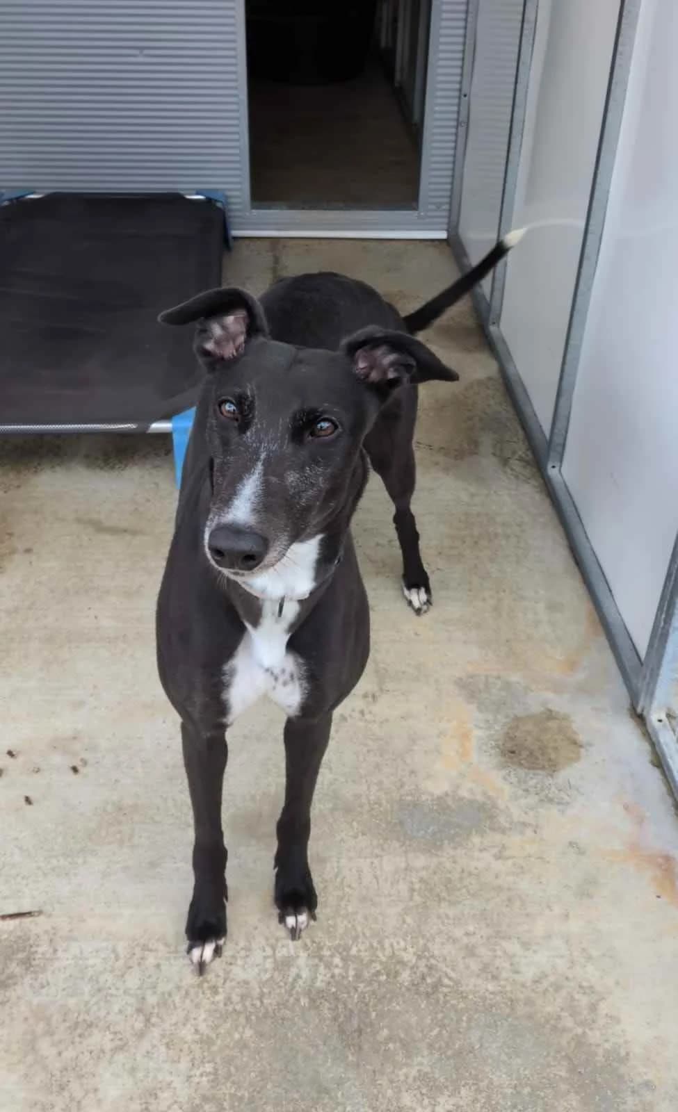 Chick, Greyhound for adoption at Fen Bank Greyhound Sanctuary, Friskney