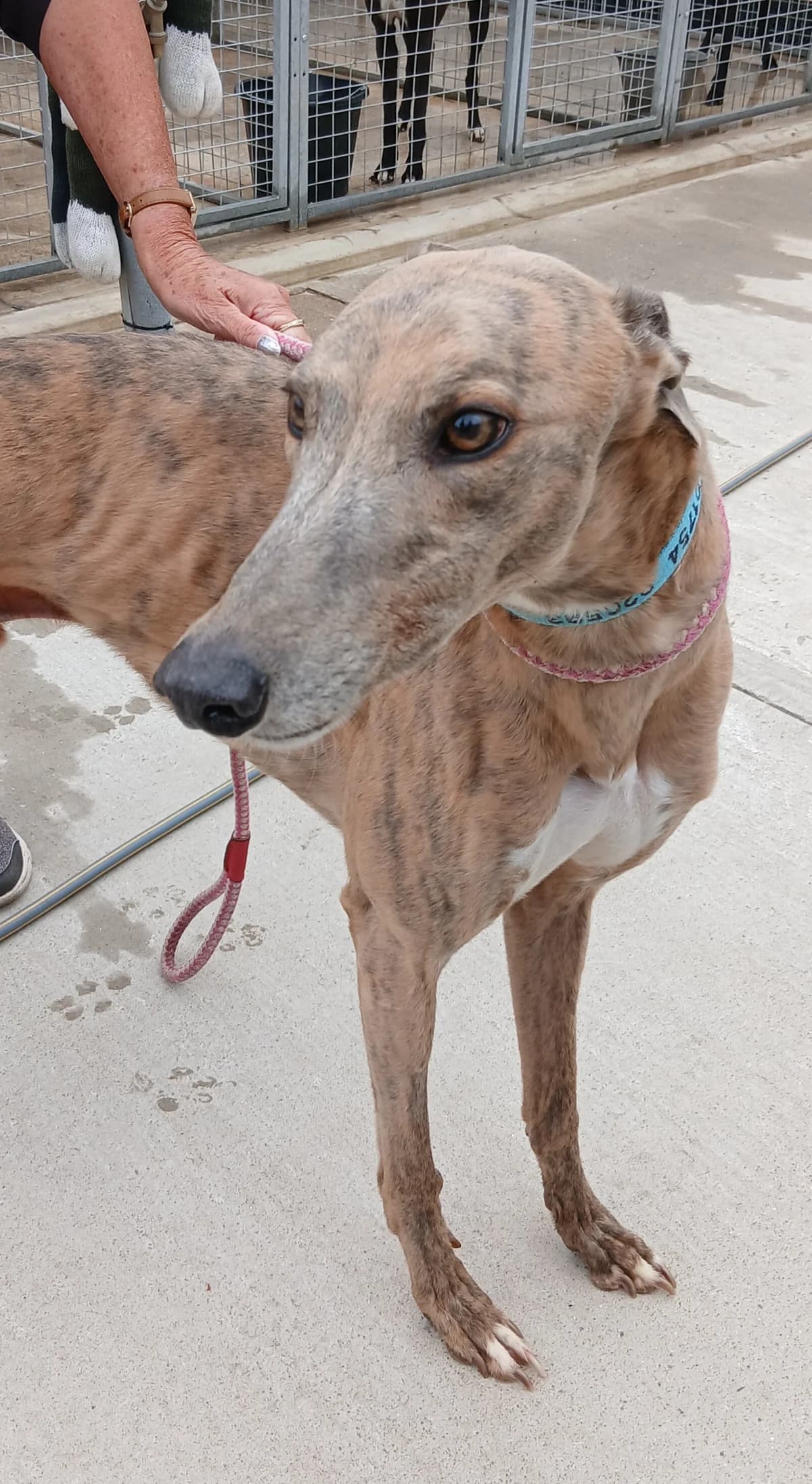Bandit, 6yo Greyhound for adoption at Fen Bank Greyhound Sanctuary, Friskney