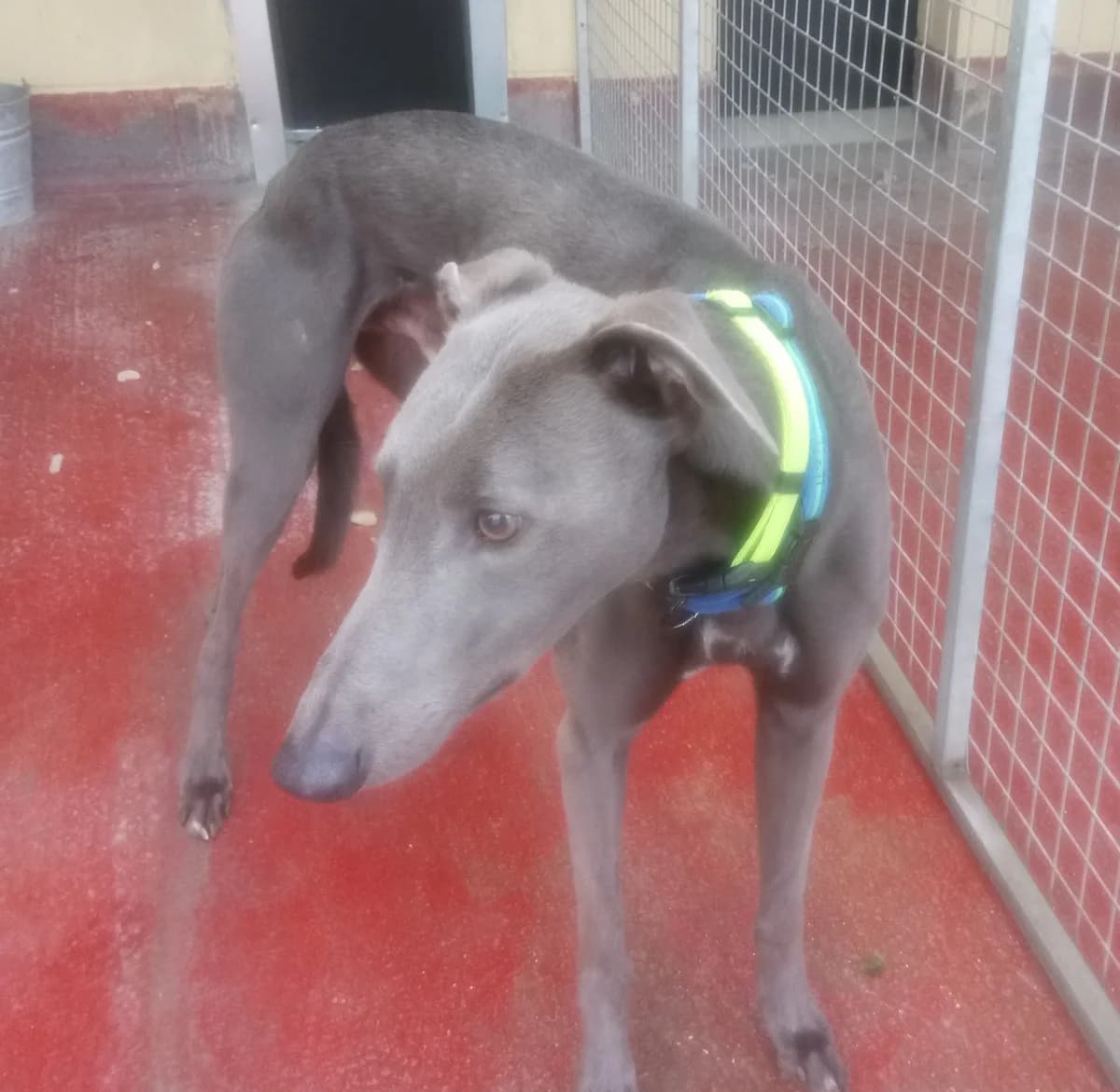 Blue HOMED, Greyhound for adoption at Fen Bank Greyhound Sanctuary, Friskney