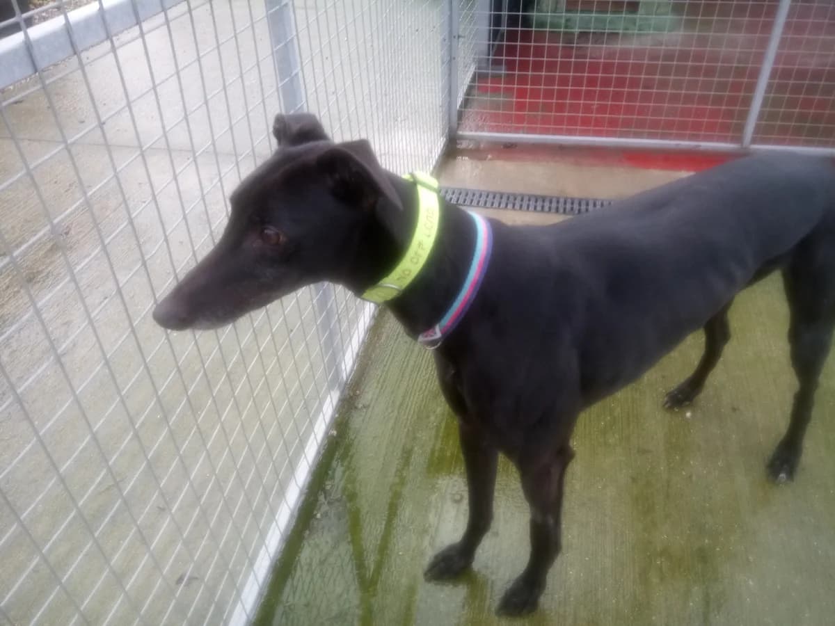 Tommy Homed, Greyhound for adoption at Fen Bank Greyhound Sanctuary, Friskney