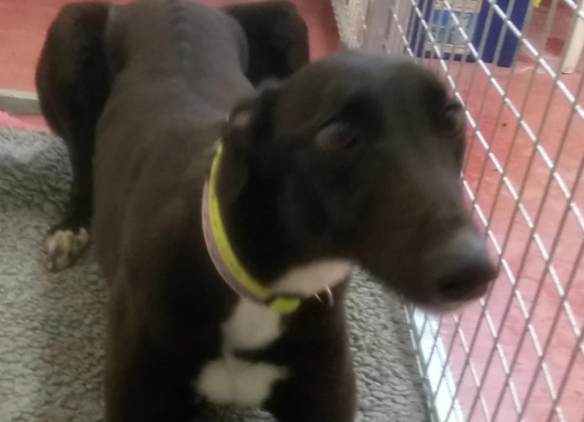 Katie Homed, Greyhound for adoption at Fen Bank Greyhound Sanctuary, Friskney