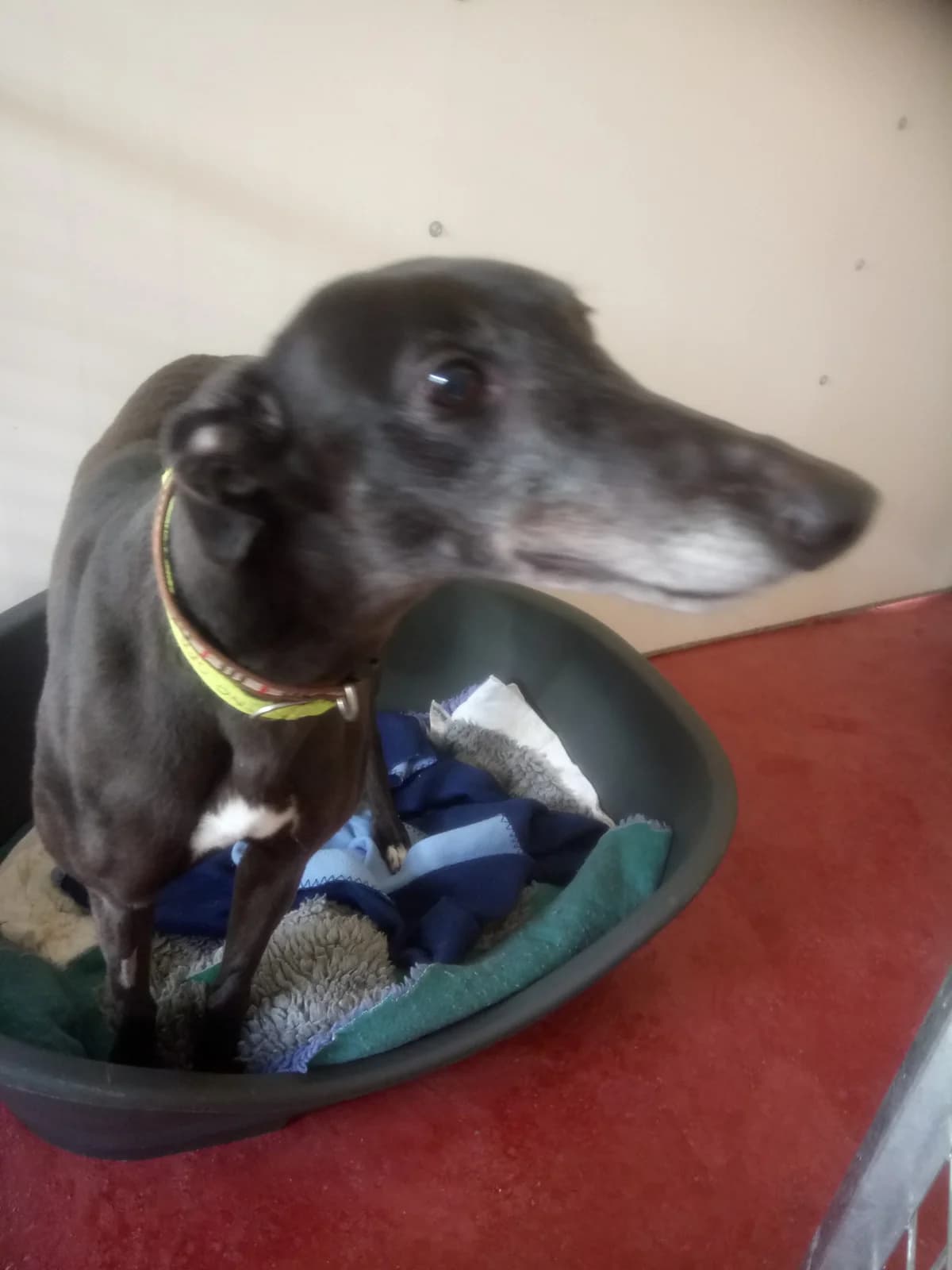 Tiggy HOMED, Greyhound for adoption at Fen Bank Greyhound Sanctuary, Friskney