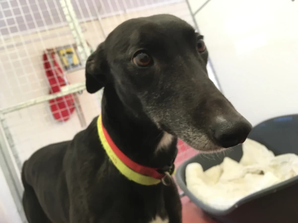BELLE Homed, senior Greyhound for adoption at Fen Bank Greyhound Sanctuary, Friskney