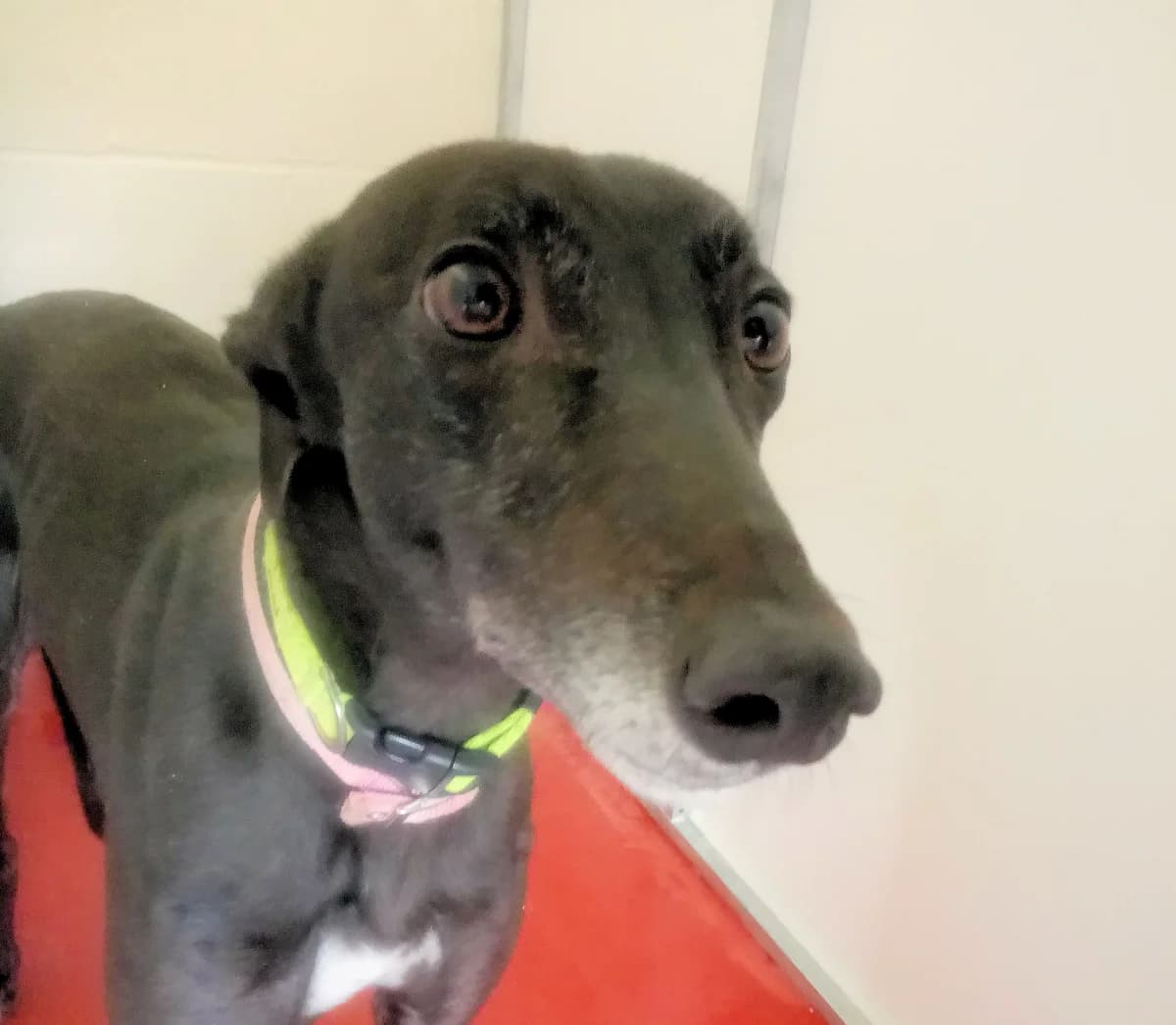 SUKI Homed, 4yo Greyhound for adoption at Fen Bank Greyhound Sanctuary, Friskney