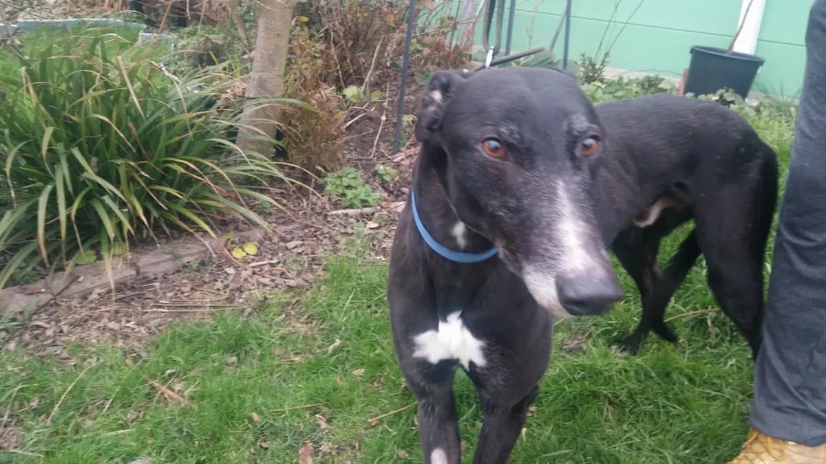 DINO Homed, senior Greyhound for adoption at Fen Bank Greyhound Sanctuary, Friskney