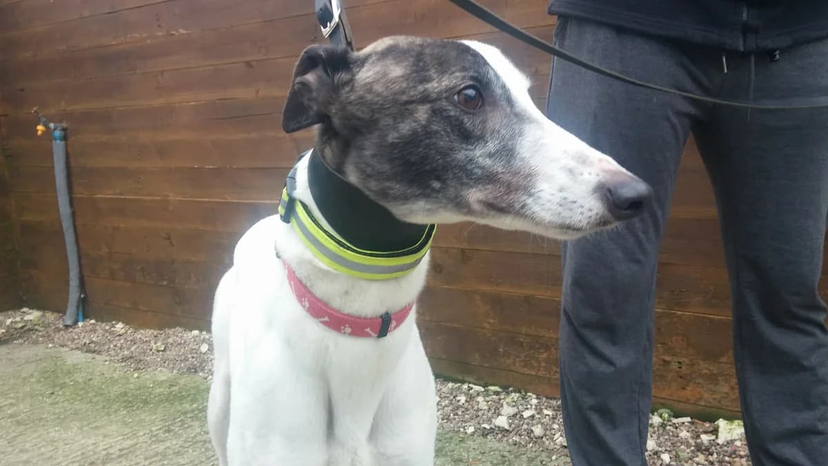 DUKE Homed, 3yo Greyhound for adoption at Fen Bank Greyhound Sanctuary, Friskney