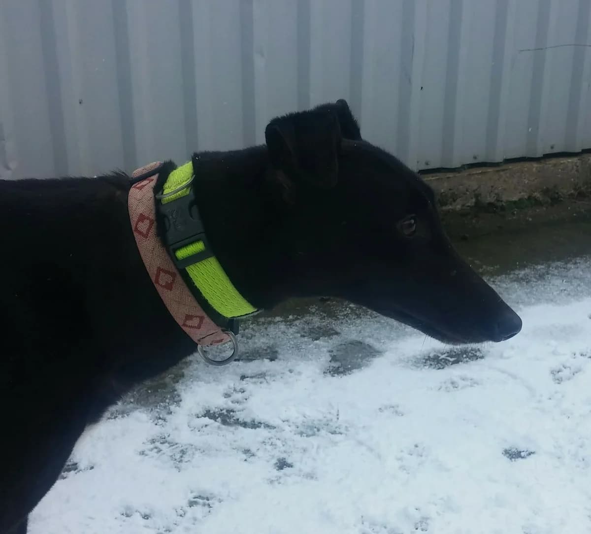 Misty Homed, Greyhound for adoption at Fen Bank Greyhound Sanctuary, Friskney