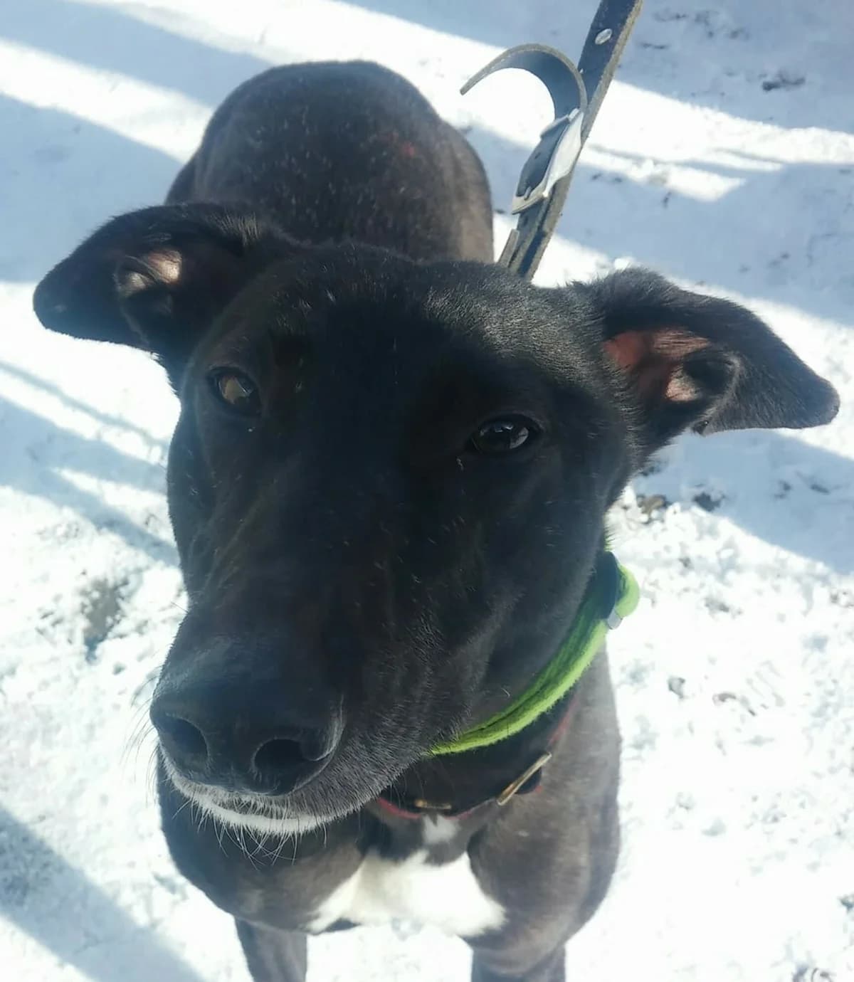 Mary Homed, 3yo Greyhound for adoption at Fen Bank Greyhound Sanctuary, Friskney