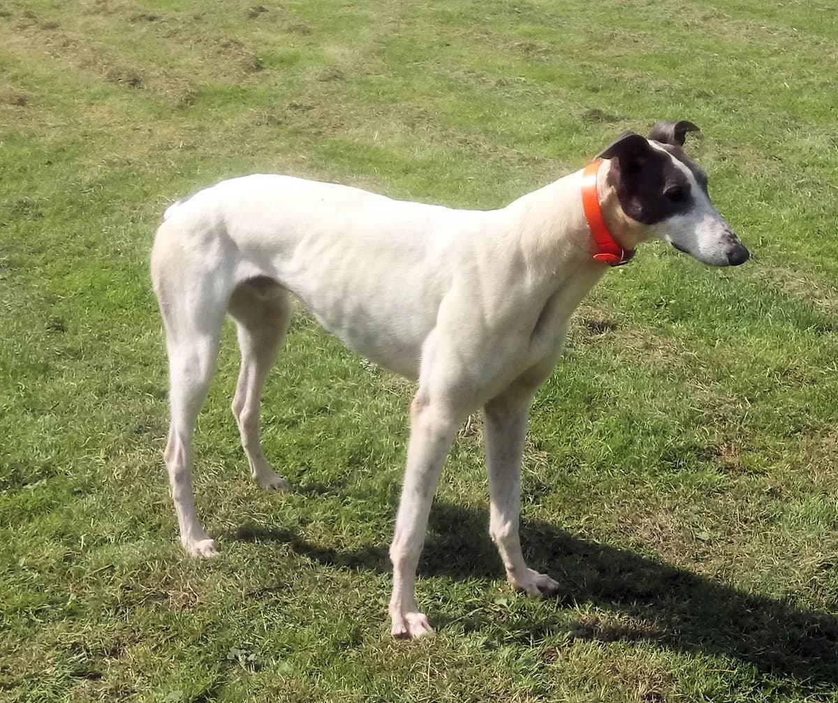 Terry Homed, senior Greyhound for adoption at Fen Bank Greyhound Sanctuary, Friskney