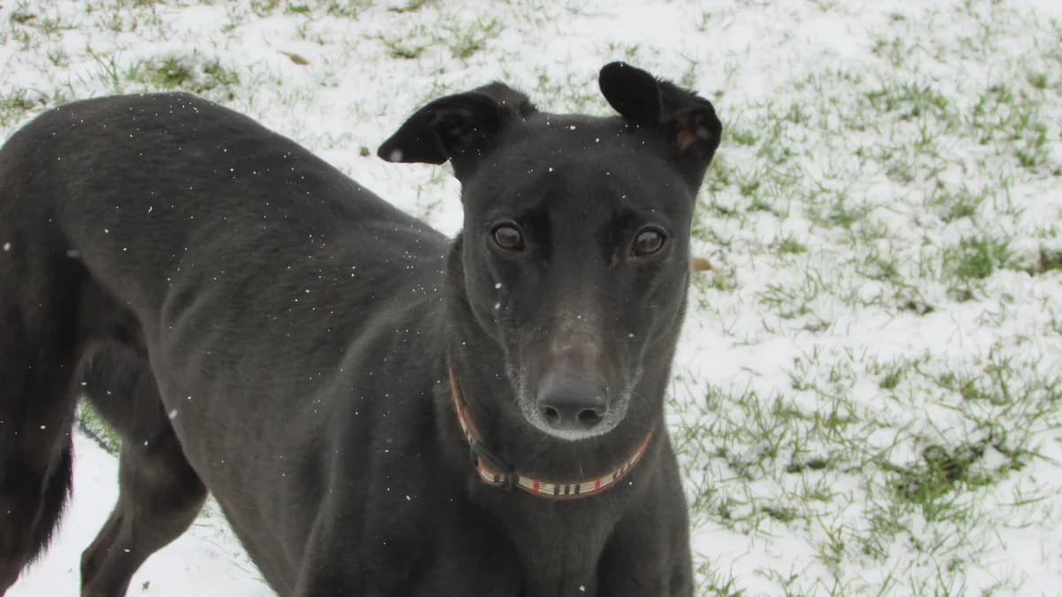 Penny Homed, 4yo Greyhound for adoption at Fen Bank Greyhound Sanctuary, Friskney
