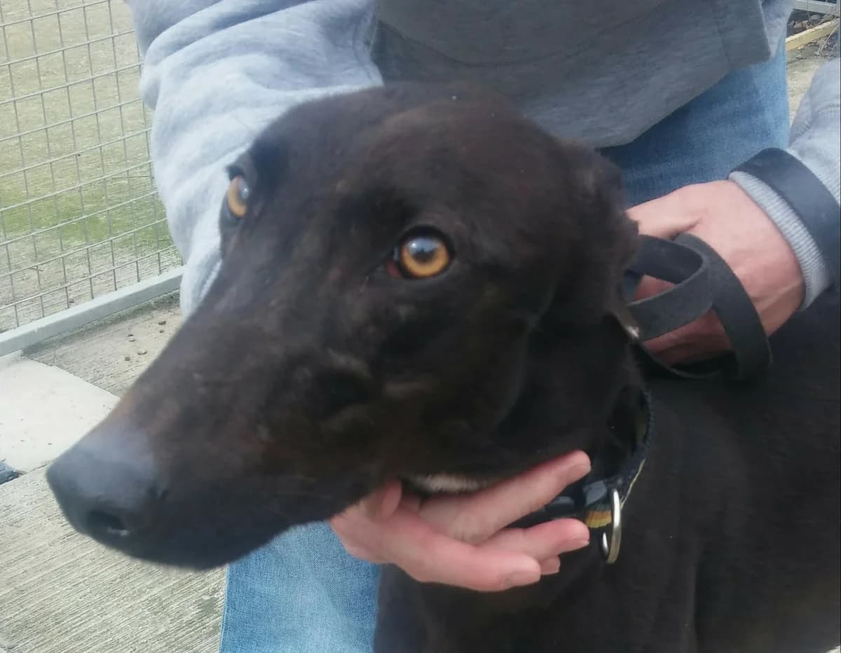 Perry Homed, young Greyhound for adoption at Fen Bank Greyhound Sanctuary, Friskney