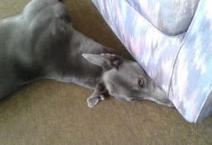 Misty, Greyhound for adoption at Fen Bank Greyhound Sanctuary, Friskney