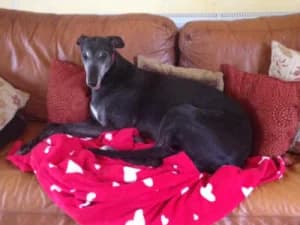 Peppa, Greyhound for adoption at Fen Bank Greyhound Sanctuary, Friskney