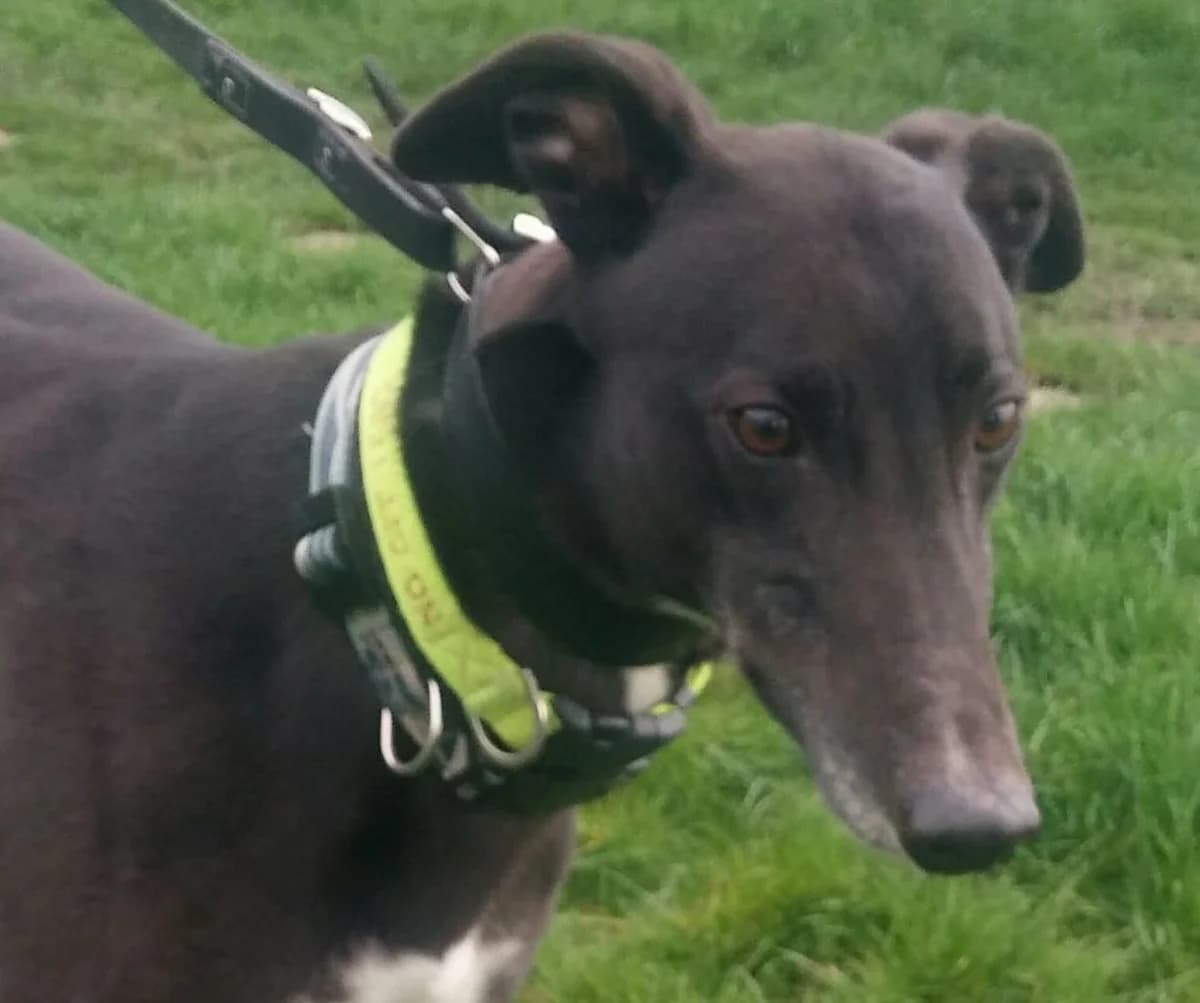 Sean-HOMED, 4yo Greyhound for adoption at Fen Bank Greyhound Sanctuary, Friskney