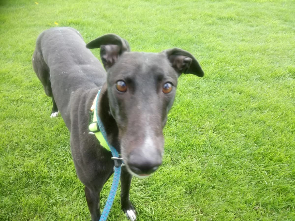 Monica Homed, 3yo Greyhound for adoption at Fen Bank Greyhound Sanctuary, Friskney