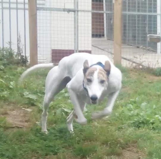 Luna Homed, 3yo Greyhound for adoption at Fen Bank Greyhound Sanctuary, Friskney