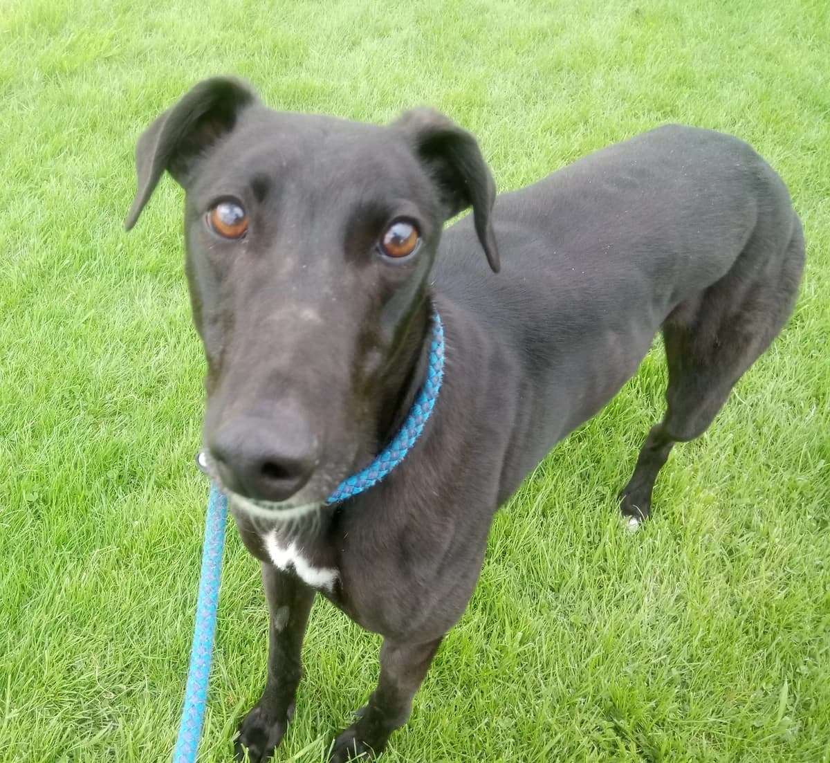 Molly Homed, young Greyhound for adoption at Fen Bank Greyhound Sanctuary, Friskney