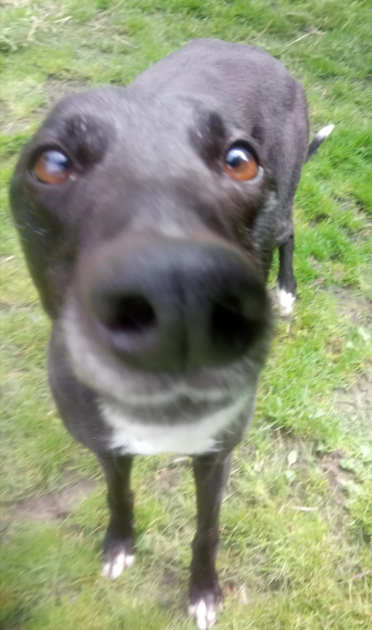 Gill homed, Greyhound for adoption at Fen Bank Greyhound Sanctuary, Friskney