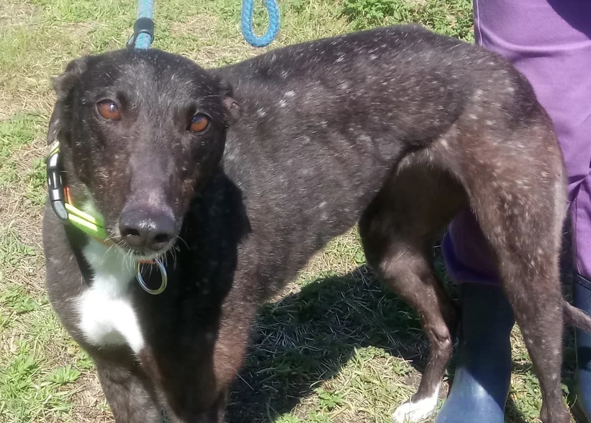 Cassie Homed, 4yo Greyhound for adoption at Fen Bank Greyhound Sanctuary, Friskney