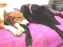 Sophie and Aston, Greyhound for adoption at Fen Bank Greyhound Sanctuary, Friskney