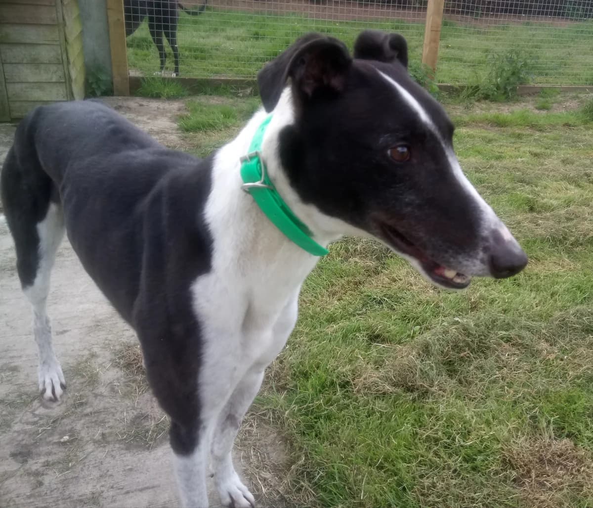 Alfie Homed, 5yo Greyhound for adoption at Fen Bank Greyhound Sanctuary, Friskney