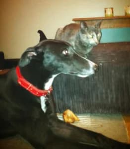 Kiki, Greyhound for adoption at Fen Bank Greyhound Sanctuary, Friskney