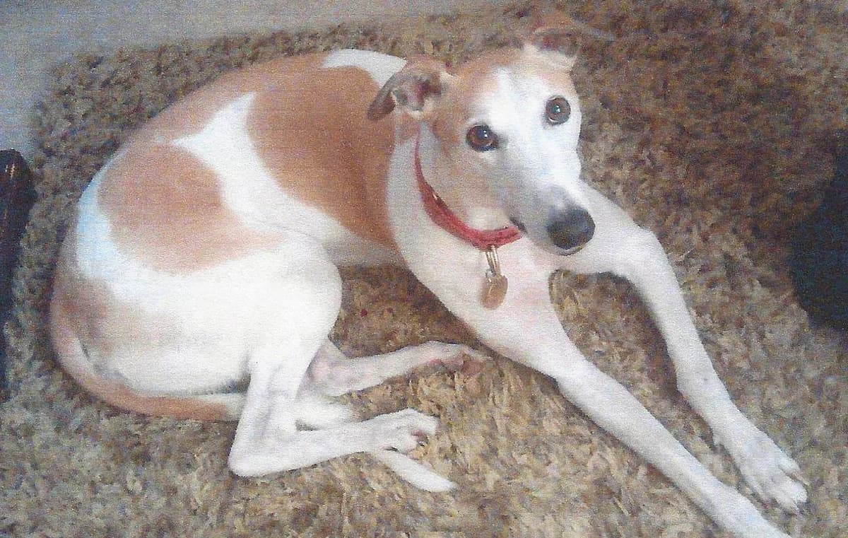 MISSY, senior Greyhound for adoption at Fen Bank Greyhound Sanctuary, Friskney